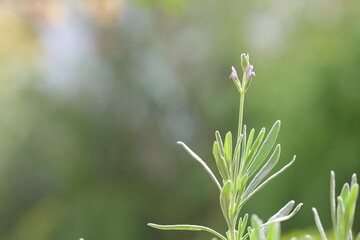 Fototapeta premium close up of lavender flowers and leaves