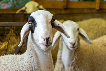 Close-up of a white sheep on a farm.