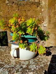 succulent plant in a chamber pot