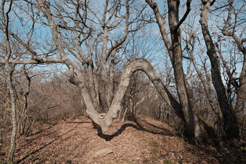 대한민국의 자연 환경 중 독특하고 기이한 나무 기둥의 아름다운 곡선의 유려한 가을 소나무 단풍나무의 모습