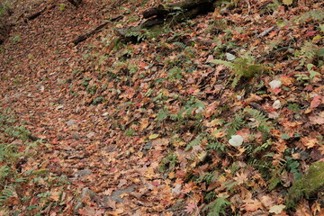 가을의 단풍나무와 은행나무가 어우러진 낙옆이 떨어진 바스락거리는 등산로 숲길 산책로의 알록달록고 아름다운 나무 가로수 길의 배경화면