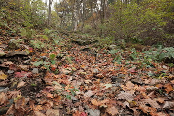 가을의 단풍나무와 은행나무가 어우러진 낙옆이 떨어진 바스락거리는 등산로 숲길 산책로의 알록달록고 아름다운 나무 가로수 길의 배경화면