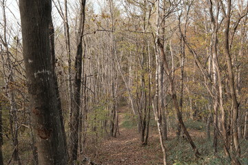 가을 산의 낙엽잎이 떨어지고 길게 뻗은 나무들이 장관을 연출하는 산책로 등산길의 숲 배경화면
