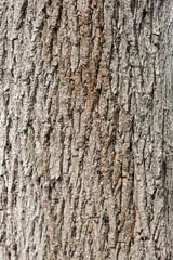 Obraz premium Close Up of Bark on Tree Stump. Old tree. many years old. carbon sink. close up of bark. macro photography. multi use. blog. article. background or backdrop. sunlight on bark. High quality photo.