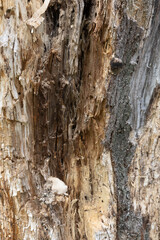 old rotten tree stump, closeup photo