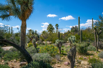 Fototapeta premium A spiny wild cactus plant in Tucson, Arizona
