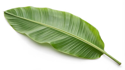 Obraz premium single oversized banana leaf with smooth, clean texture, showcasing vibrant green color and intricate vein patterns, perfect for tropical decor or nature themes
