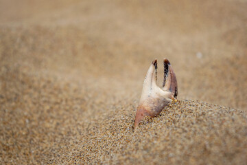 Remains of Crab claw at Botany Bay beach in Broadstairs Kent England United Kingdom UK
