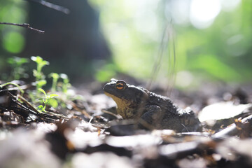 Obraz premium Close-Up of Frog in Forest: Nature, Wildlife, Amphibian, Environment, Macro Photography