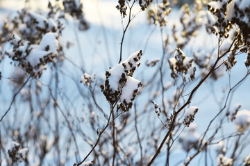 Snow-Covered Dried Wildflowers in a Winter Landscape