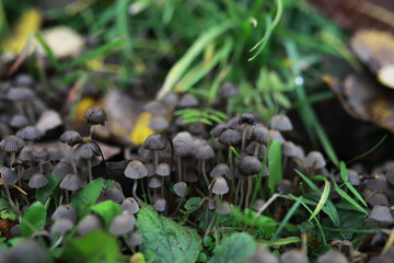 Obraz premium Cluster of Tiny Mushrooms in Forest Grass and Fallen Leaves