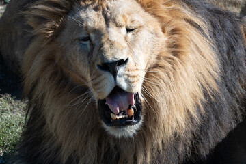 Lion Yawning Closeup Wildlife