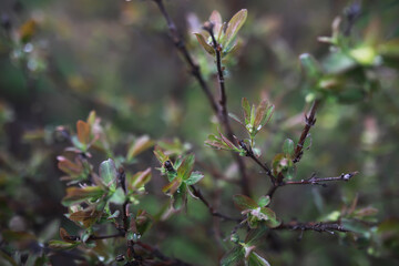 Close-up of Dew-Covered Green Leaves on Twigs in Natural Forest Setting