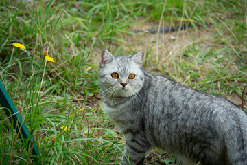 Beautiful gray British cat on a background of grass