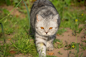 A beautiful gray British cat with amber eyes walks along the grass in the garden in summer
