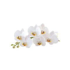 Obraz premium Elegant White Phalaenopsis Orchid Branch Isolated on White Background