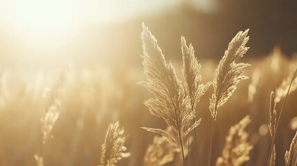 Golden sunset light illuminates a field of tall grasses.