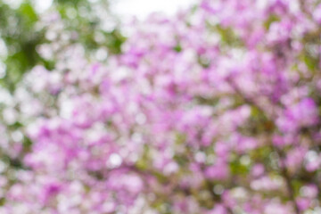 Obraz premium defocused tabebuya in bloom, beautiful and calming blue