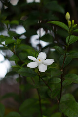 Fototapeta premium blooming white flowers with dew, amidst green grass