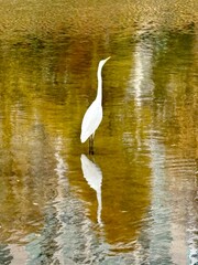 A white bird with a long neck and a shadow on the water