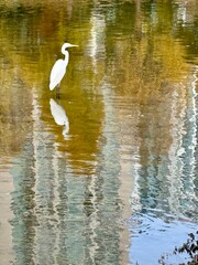 Scenery with stream ripples and white a bird