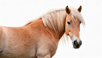 Obraz premium portrait of a horse