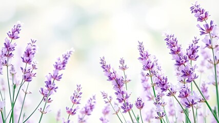 Obraz premium Serene Lavender Blossoms in Soft Focus, a Peaceful Floral Image