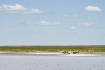 Herd of horses on the shore of Lake Elton