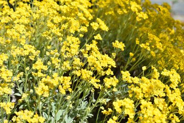 Fototapeta premium Felsen-Steinkraut blüht in voller Pracht auf einem kleinen Hang in der Frühlingssonne
