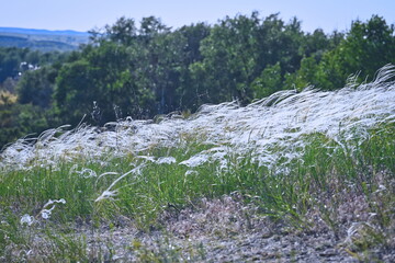 Field of feather grass in the wind in Don Nature Park