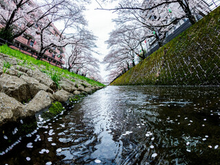 ニュータウンの川沿いの桜並木と水面に流れる桜