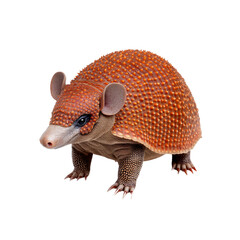 Obraz premium Pink Fairy Armadillo Adorable Miniature Armadillo on White Background