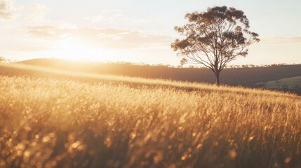 A lone tree stands tall in a field of golden grass as the sun sets in the distance.