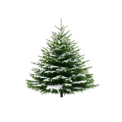 Fototapeta premium Snow-Covered Evergreen Christmas Tree Isolated on White Background