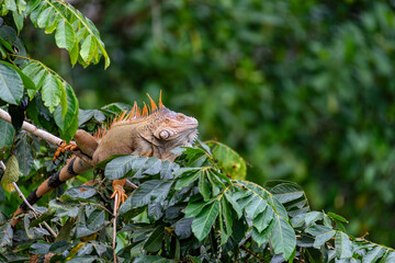 Green iguana (Iguana iguana) on tree in tropical rainforest, Refugio de Vida Silvestre Cano Negro,...