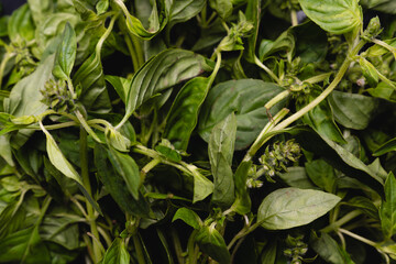 A bunch of lemon basil, background and texture