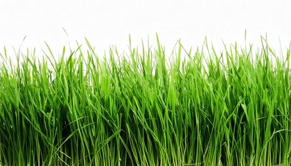 Vibrant green grass isolated on white background, symbolizing freshness and nature.