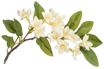 Fototapeta premium Branch with white blossoms and green leaves isolated. PNG transparent.
