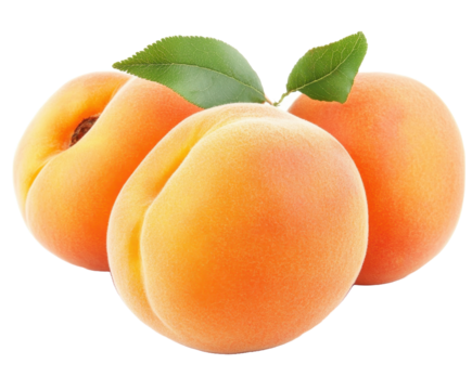A close up image shows three ripe juicy apricots with green leaves against a black background.
