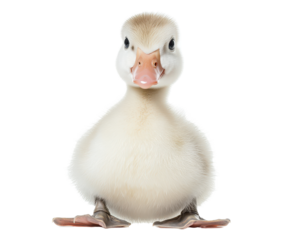 A close-up image shows an adorable fluffy white baby duckling sitting and facing the camera.