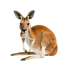 Fototapeta premium Red Kangaroo Sitting, Isolated on White Background