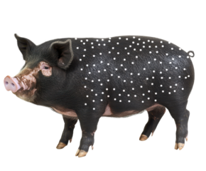 A detailed 3D rendering of a black pig with numerous small white spots across its body.