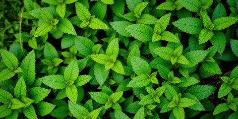 Lush green leaves in all four corners of the frame, vegetation, corners