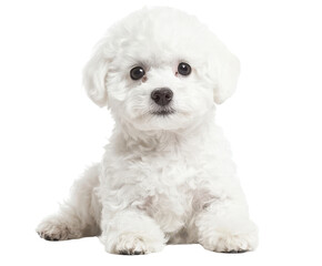 Obraz premium A charming white Bichon Frise puppy sits looking directly at the camera.