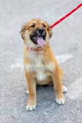 Red mutt puppy dog sitting outdoor. Mixed-breed