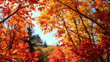 Vibrant autumn foliage basking in the sunlight, creating a colorful and picturesque natural background, outdoors, leaves