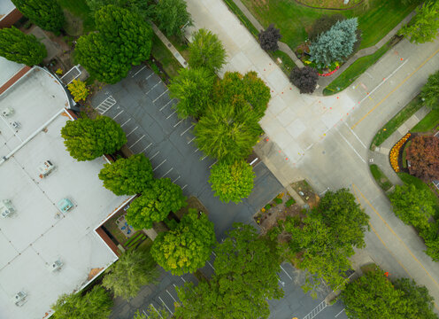 A parking lot with a green tree in the middle