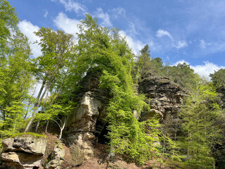 Huge rocks with moss and trees in the forest. Mullerthal region in Luxembourg