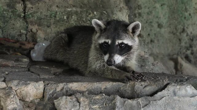 wild raccoon in yucatan mexico