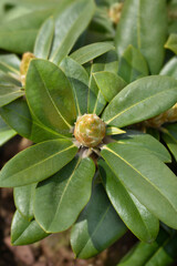 Rhododendron yakushimanum Wladyslaw Lokietek flower bud